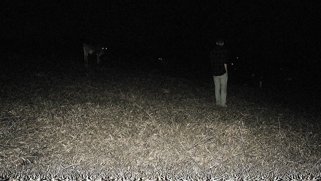 Predação Noturna backdrop
