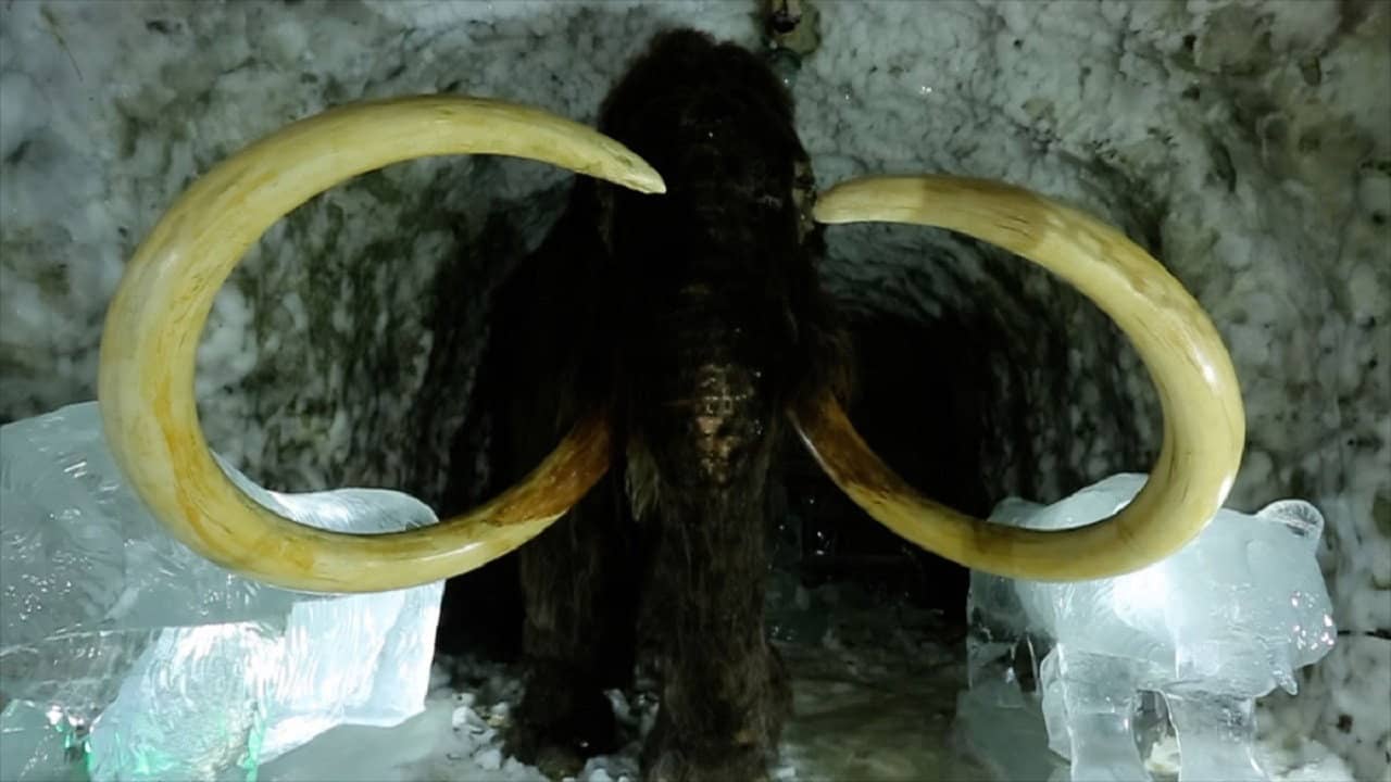 Passions For The Mammoth backdrop