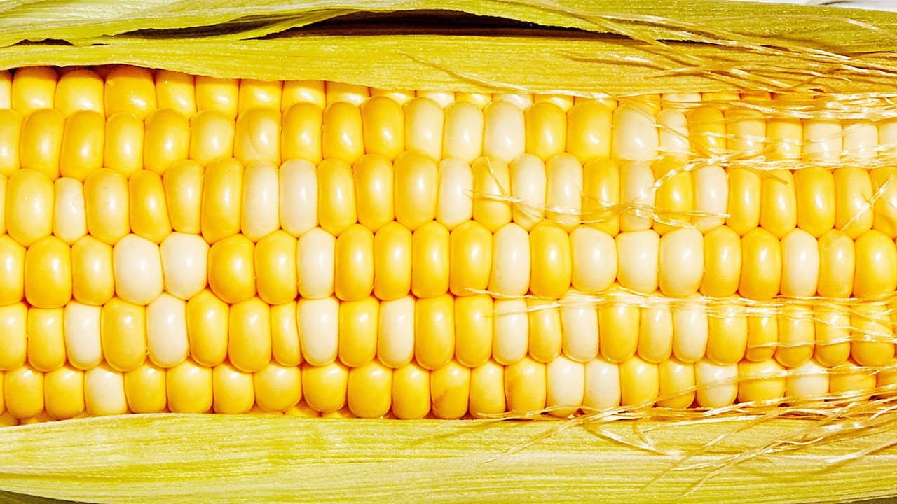 Cornman: American Vegetable Hero backdrop