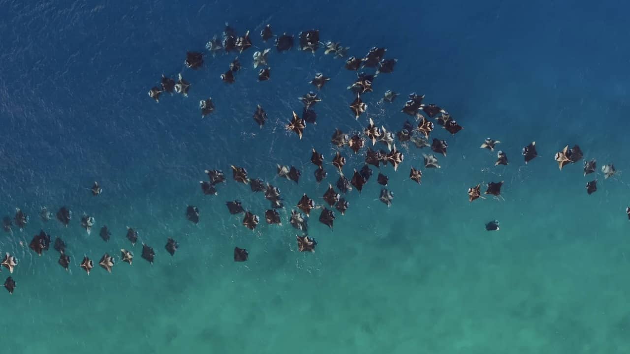 A Deeper Dive with David Attenborough backdrop