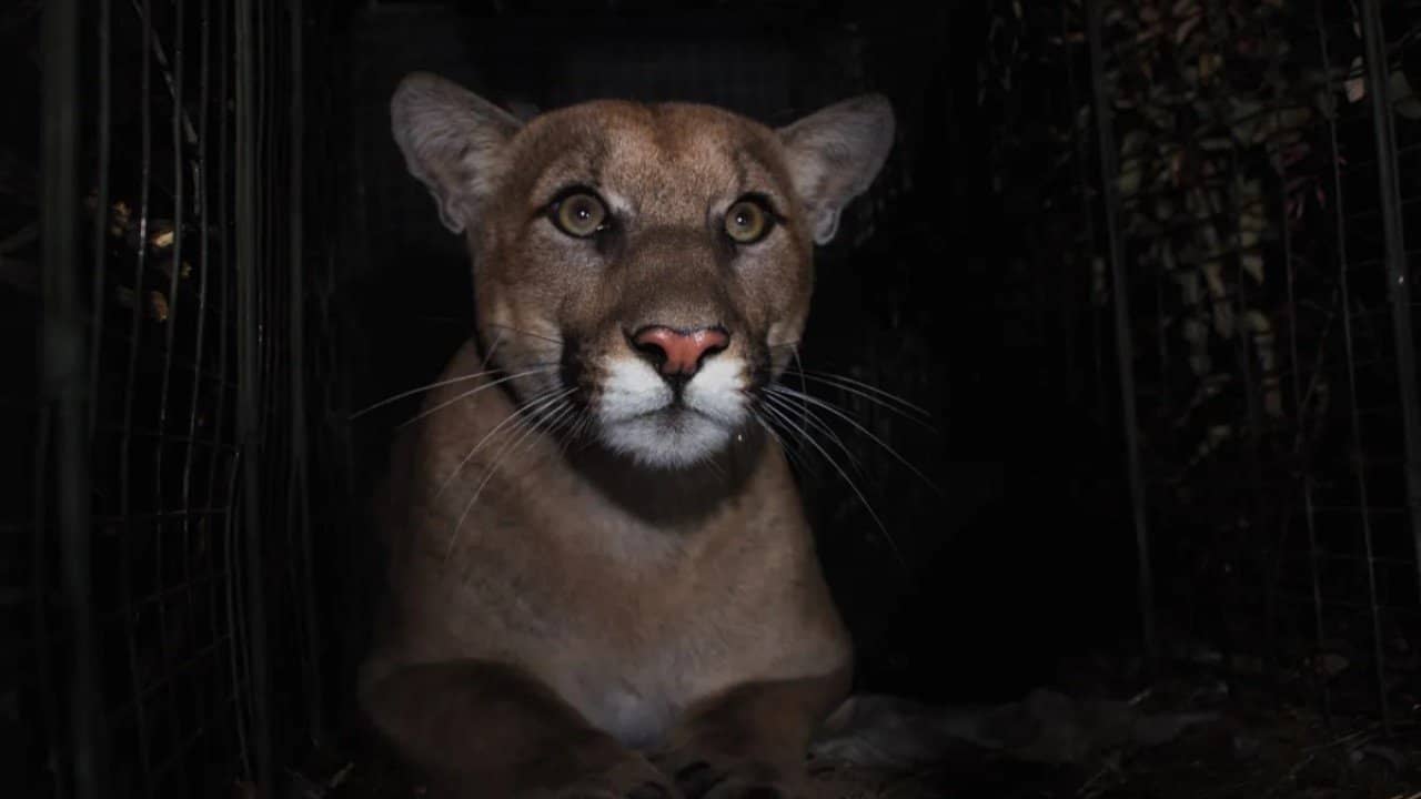The Mountain Lion and Me backdrop