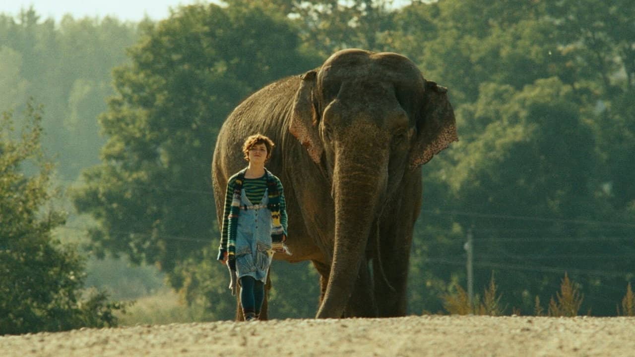 Elephant backdrop