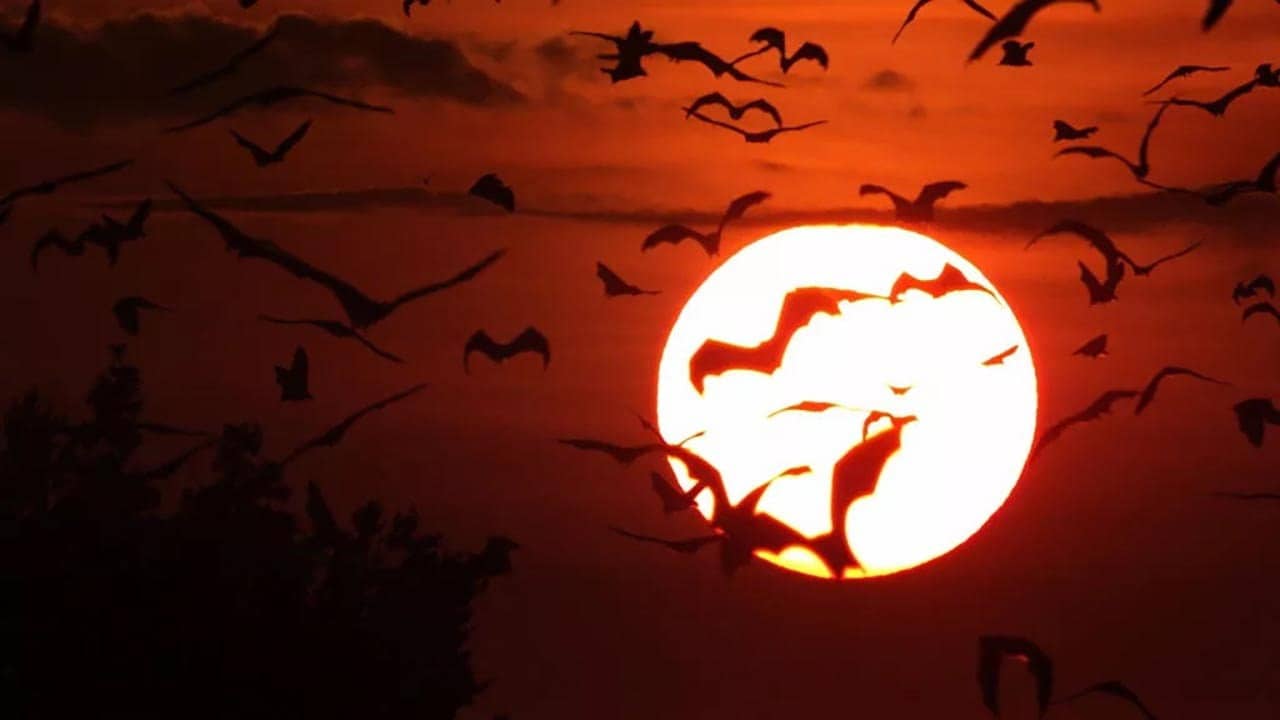 Incredible Bats backdrop