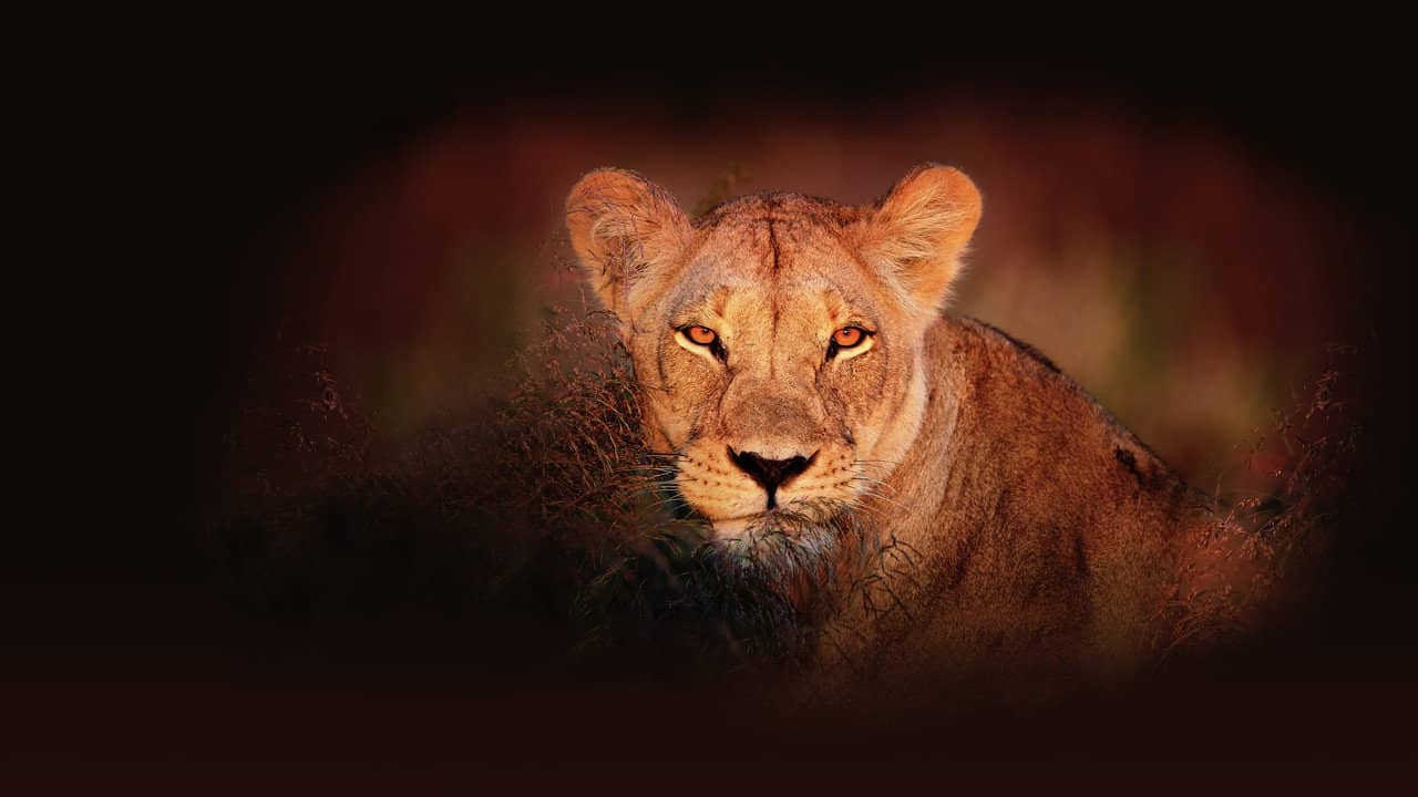 Wild Botswana backdrop