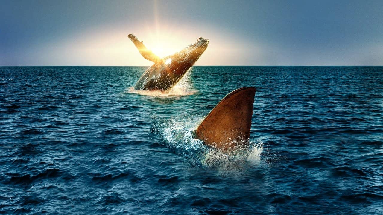 Shark Vs. Whale backdrop