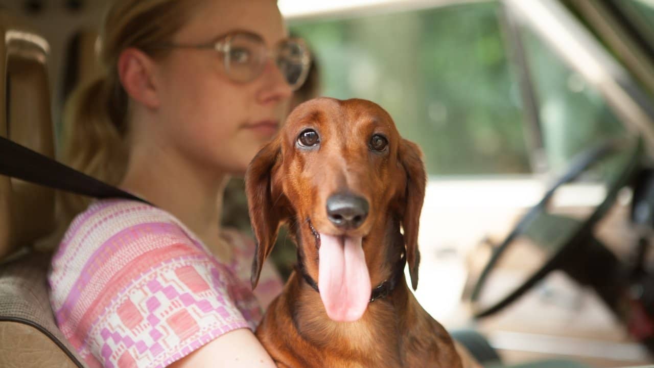 Wiener-Dog backdrop