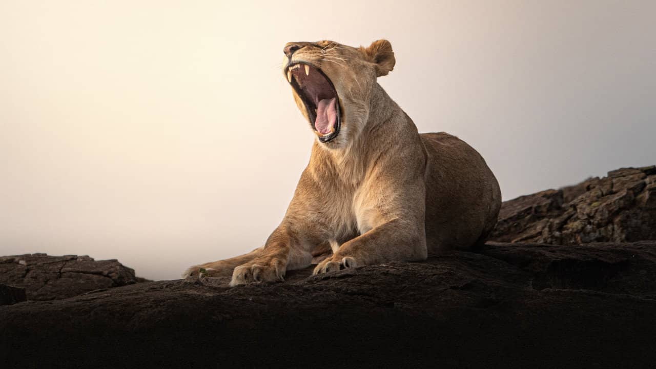 Lion Kingdom backdrop