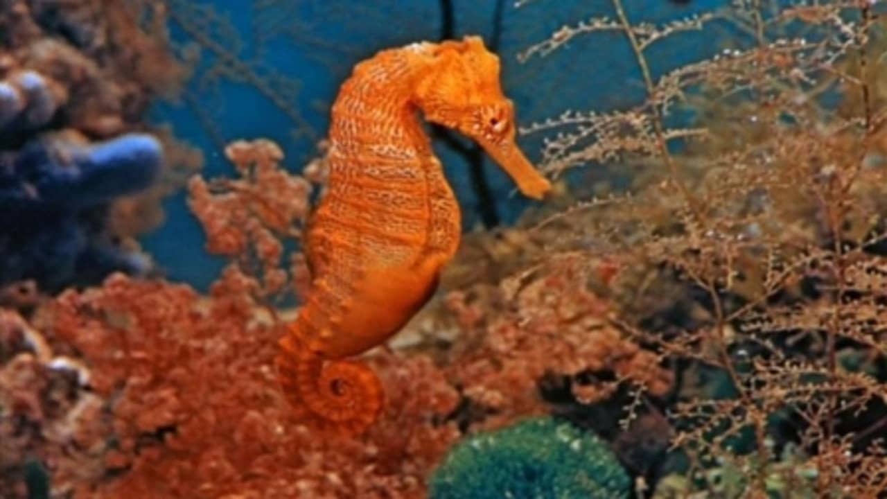 Mysteries of the Deep backdrop
