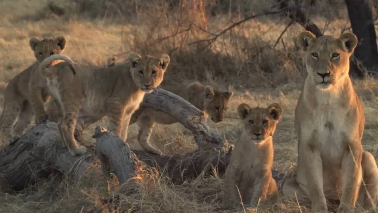 Lion Brothers: Cubs to Kings backdrop