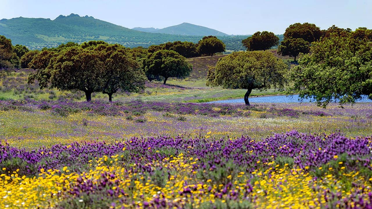 Wild Iberia backdrop