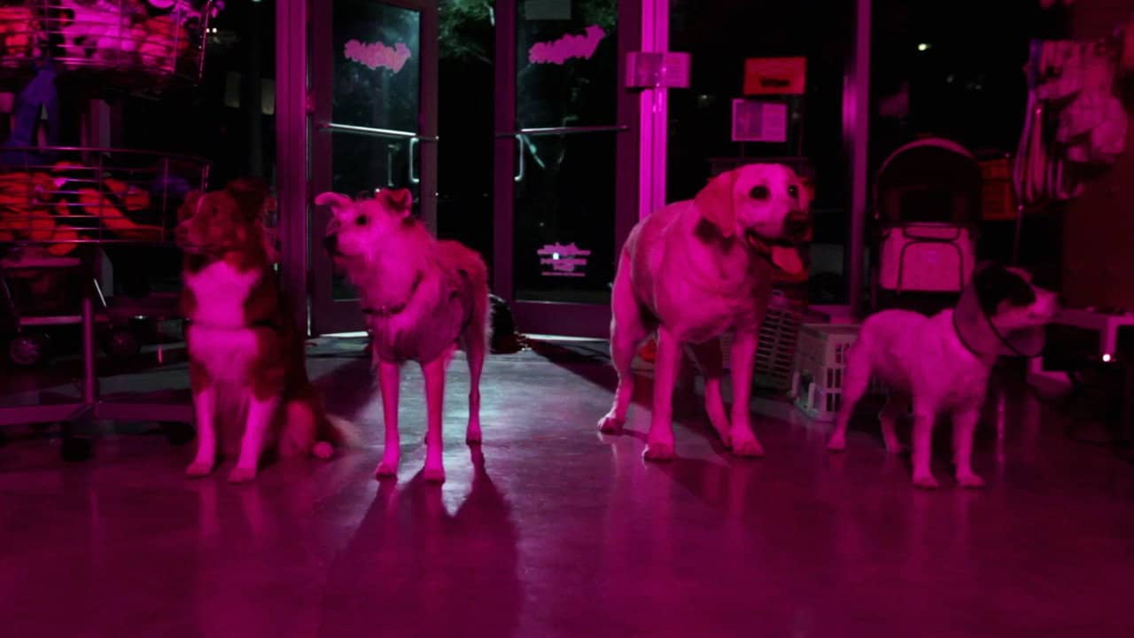 Play Dead backdrop