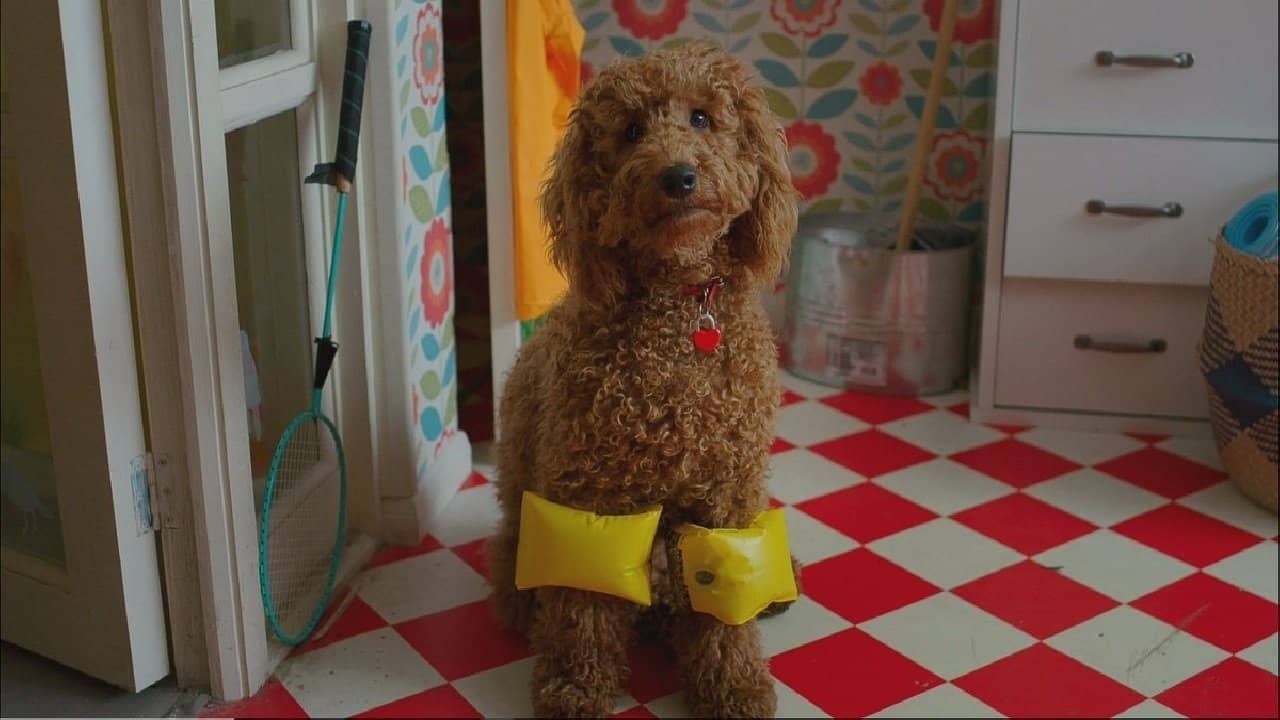 Waffle the Wonder Dog backdrop