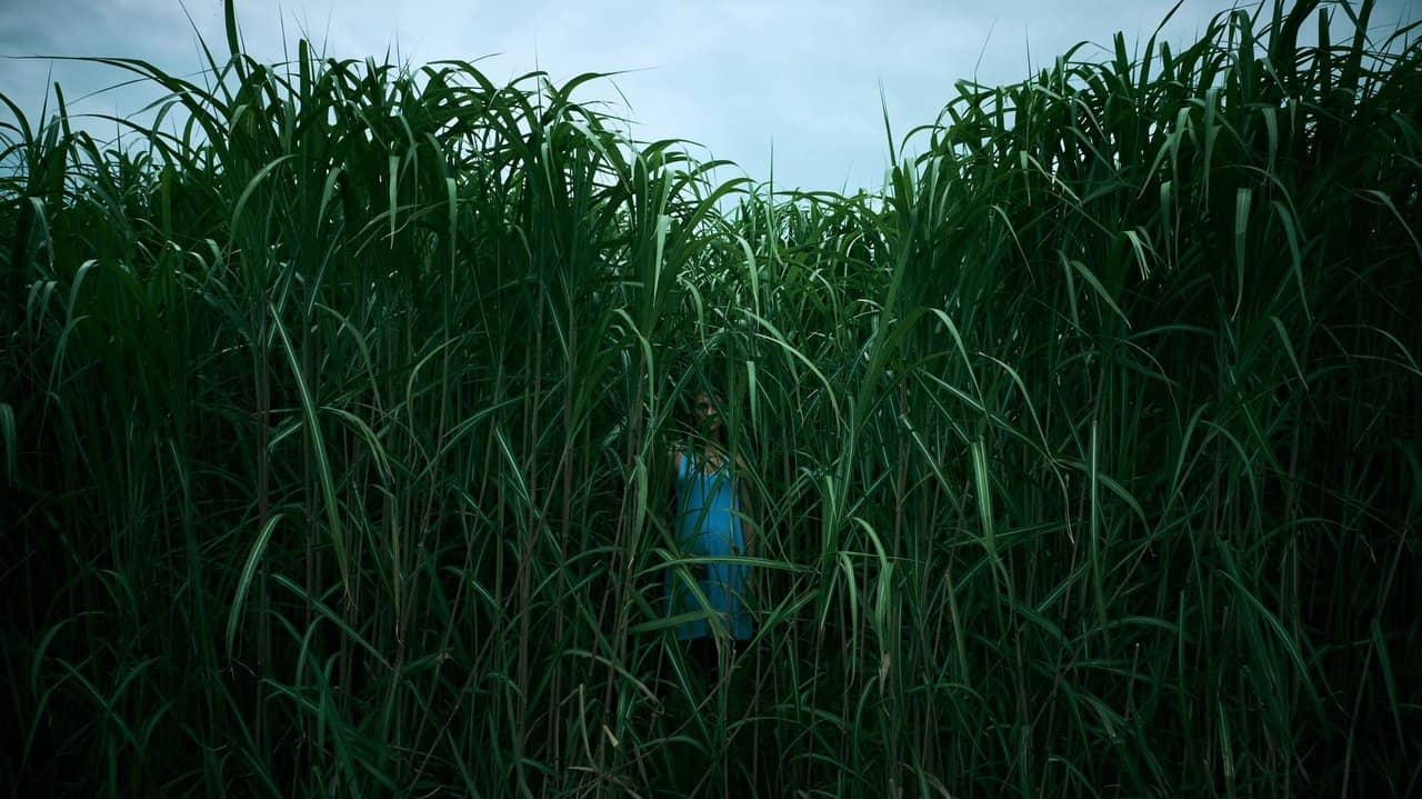 In the Tall Grass backdrop