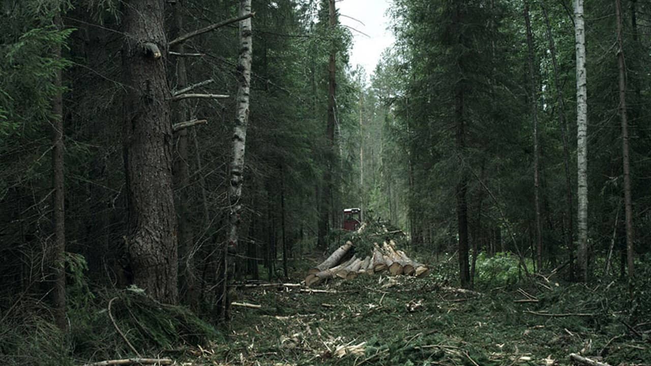 The Forest backdrop
