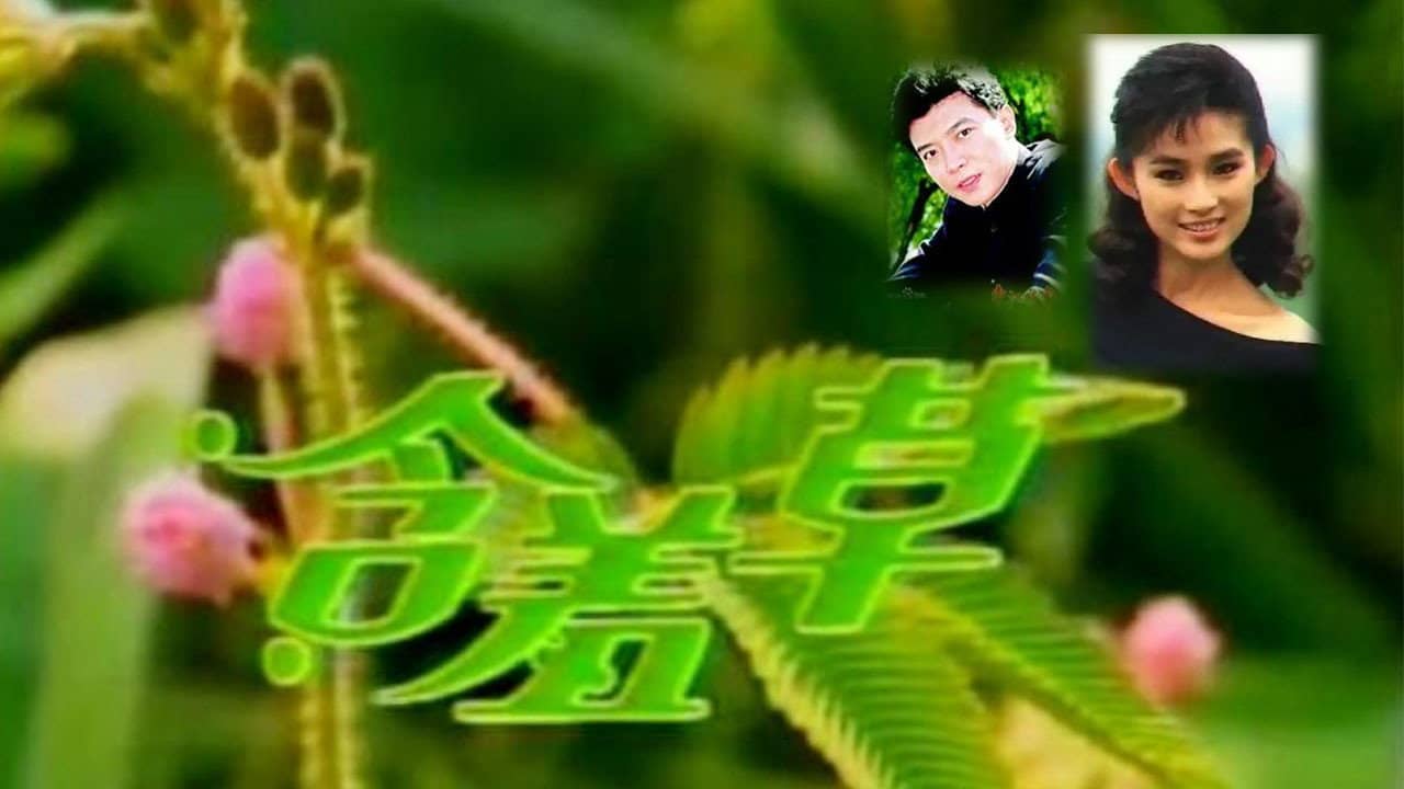 含羞草 backdrop