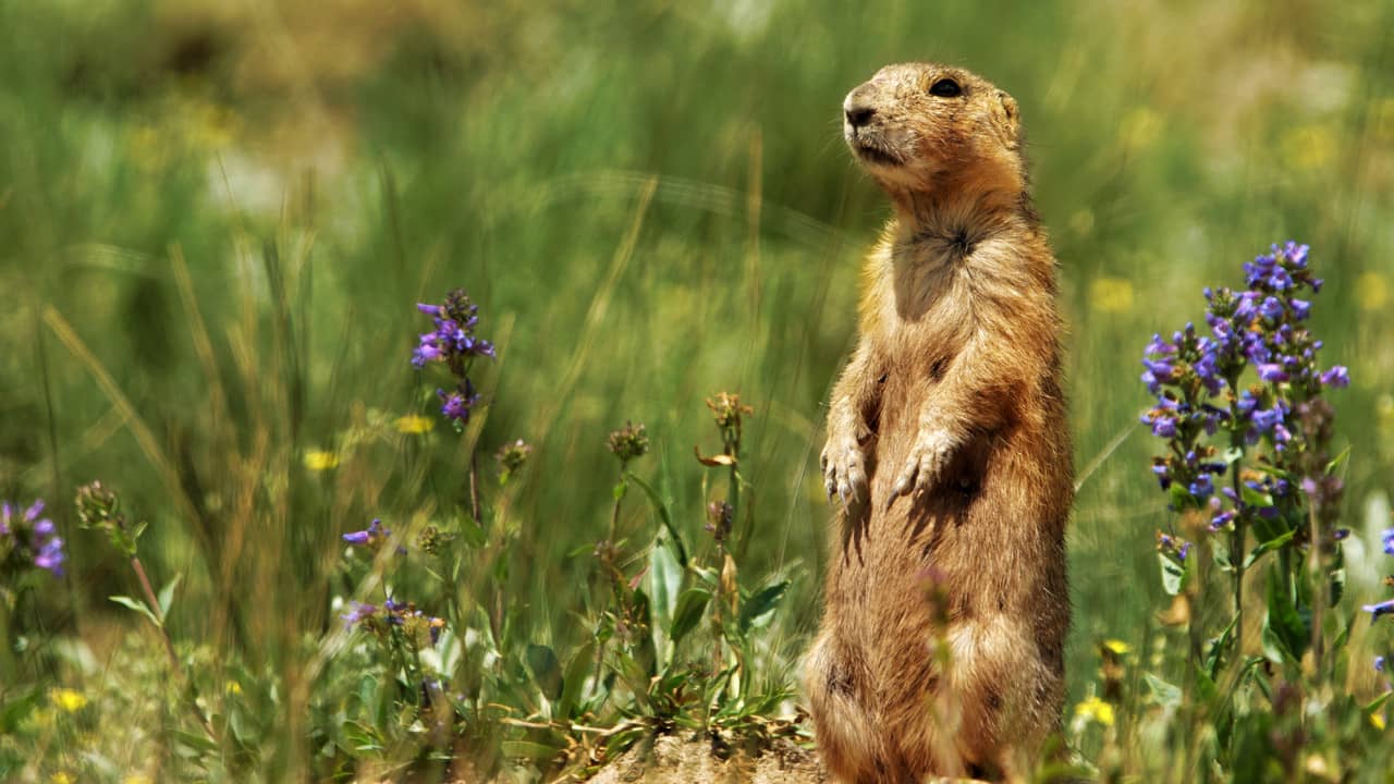 Prairie Dog Manor backdrop