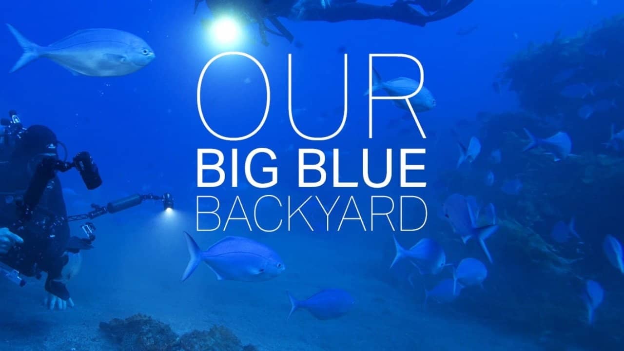 Our Big Blue Backyard backdrop