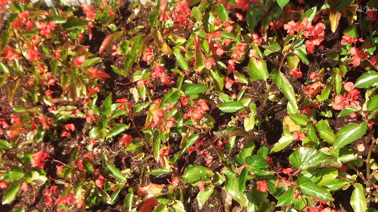 Red Green backdrop