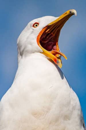 Mouette
