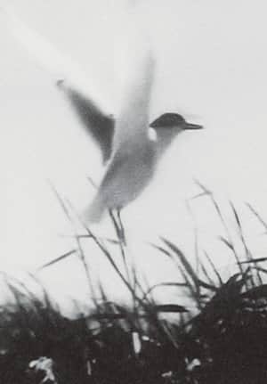 Inhabitants