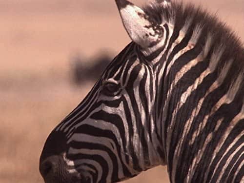Ngorongoro: Born of Fire