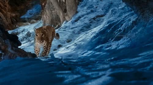 Leopards