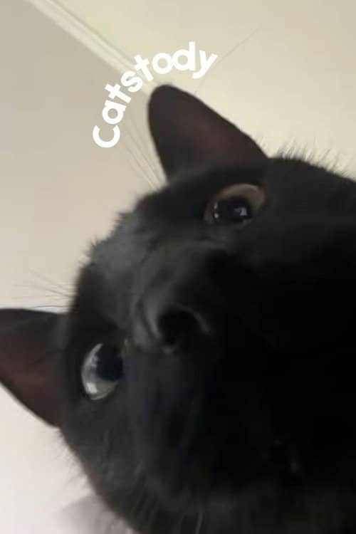 Catstody