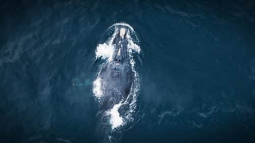 Whales