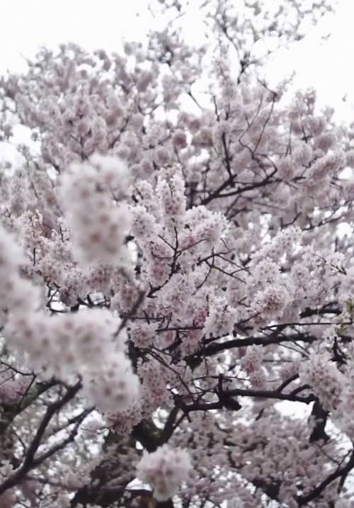 Cherry Blossom on My Palm