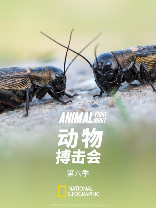 Animal Fight Night Season 6 poster