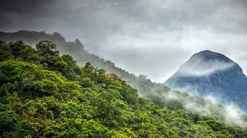 Forest of Clouds