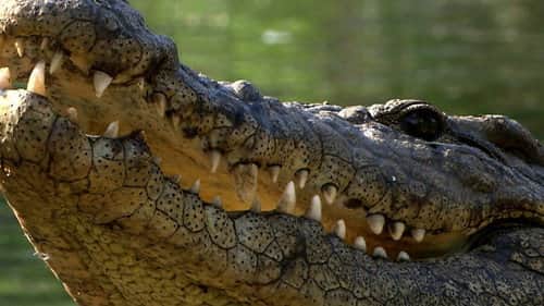 Deadliest Jaws