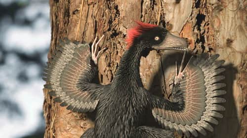 The Mystery of the Feathered Dragons
