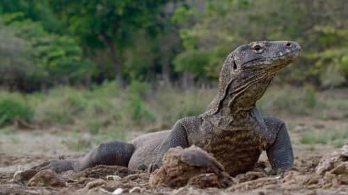 Reptiles – Dependent on Climate